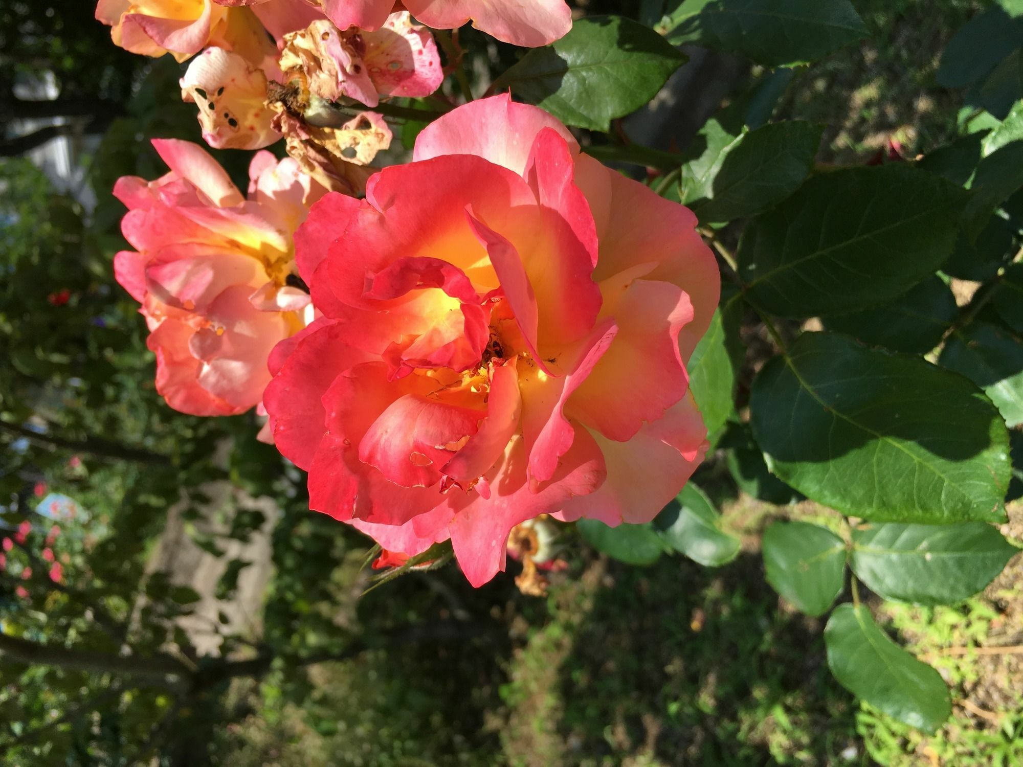 Fukuyama Rose Garden Hotel Eksteriør bilde